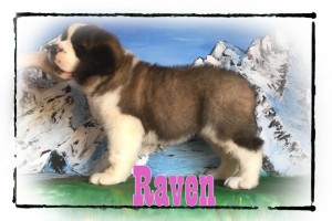 Raven_8wks_4