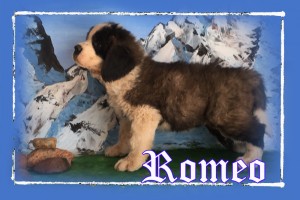 Romeo_7wks_4