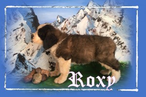 Roxy 7 wks_stack