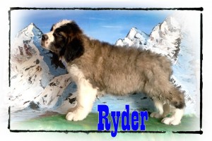 Ryder_8wks_5