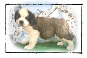 8 wks