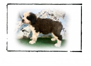 Untitled-1