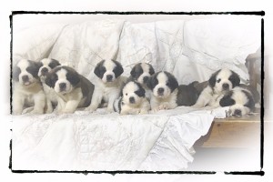 U-Litter-5wks